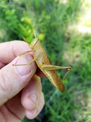 Schistocerca alutacea