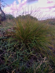 Festuca petraea
