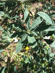 Lupinus mutabilis