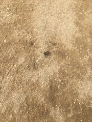 Canthon pilularius