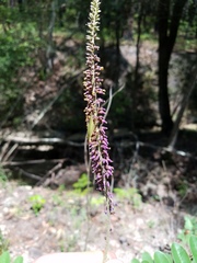 Amorpha paniculata