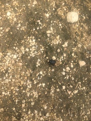 Canthon pilularius