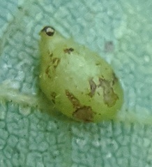 Caryomyia eumaris