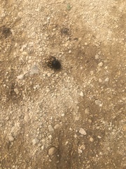 Canthon pilularius