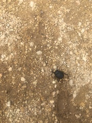 Canthon pilularius