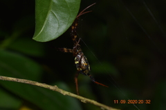 Argiope reinwardti