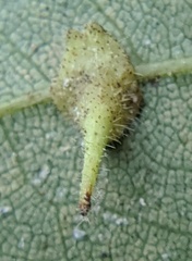 Caryomyia inclinata