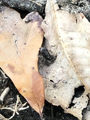 Eleutherodactylus campi