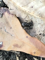 Eleutherodactylus campi