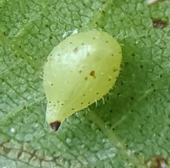 Caryomyia eumaris