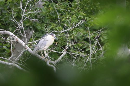 Black-crowned Night Heron photographed in Connecticut