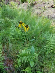 Rudbeckia scabrifolia