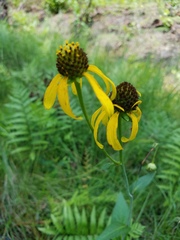 Rudbeckia scabrifolia