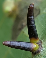 Caryomyia subulata