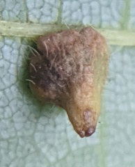 Caryomyia inclinata