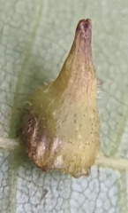 Caryomyia inclinata
