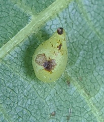 Caryomyia eumaris