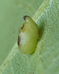 Caryomyia eumaris