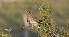 Turdus amaurochalinus