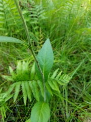 Rudbeckia scabrifolia