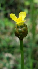 Xyris platylepis