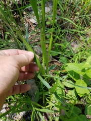 Xyris platylepis