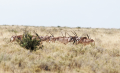 Oryx gazella