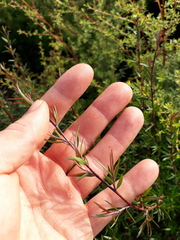Leptospermum scoparium
