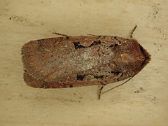 Parabagrotis insularis