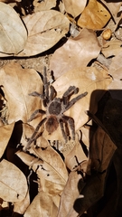 Lasiodora subcanens