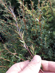 Leptospermum scoparium