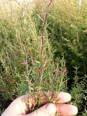 Leptospermum scoparium