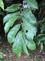 Oncinotis tenuiloba