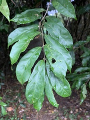 Oncinotis tenuiloba