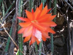 Hylocereeae