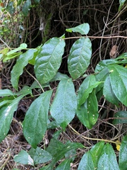 Oncinotis tenuiloba