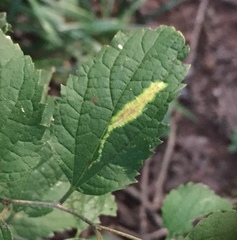 Phyllonorycter celtisella