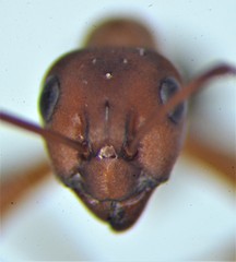 Formica sanguinea