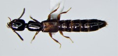 Nudobius cephalus