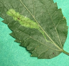 Phyllonorycter celtisella
