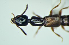 Nudobius cephalus
