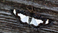 Heliomata cycladata