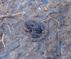 Eupsophus emiliopugini