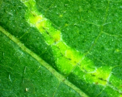 Phyllonorycter celtisella