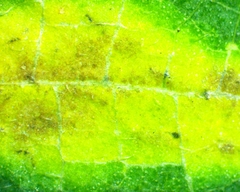 Phyllonorycter celtisella