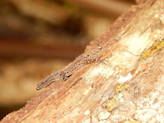Sphaerodactylus glaucus