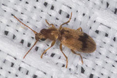 Notoxus desertus