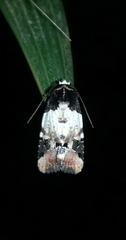 Bryolymnia bicon