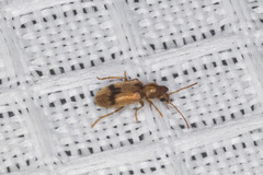 Notoxus desertus