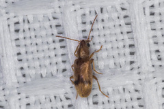 Notoxus desertus
